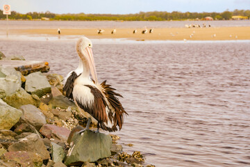 Pelicans congregating at local fish cleaning facilities waiting to be fed by local fisherman at Tuncurry, NSW Australia