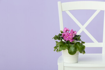 Pot with flowers on chair near violet wall