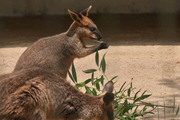 仲良く草を食べる2匹のカンガルー
