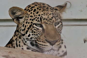 眼光鋭く見つめるヒョウ
