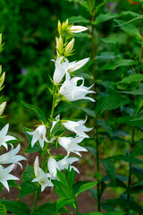 White campanula latifolia flowers in the summer garden (giant bellflower, large campanula, wide leaved bellflower)