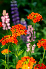 Red lychnis chalcedonica flowers in the summer garden (Silene chalcedonica, Maltese-cross, scarlet lychnis)
