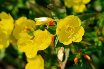 Yellow oenothera flowers in the summer garden (evening primrose, suncups, sundrops)