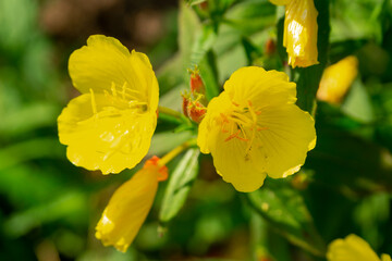 Yellow oenothera flowers in the summer garden (evening primrose, suncups, sundrops)