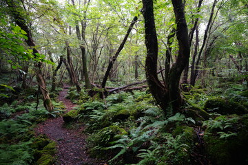 refreshing summer forest with fine pathway