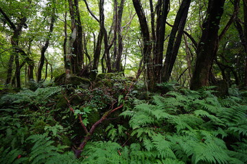 primeval forest with mossy rocks and fern