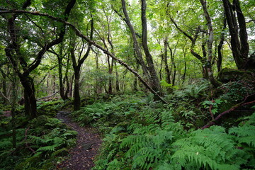 Fototapeta premium fresh green forest in the sunlight