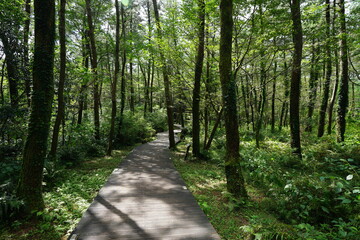 Obraz premium fresh green forest in the sunlight