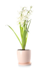 Pot with beautiful hyacinth plant on white background