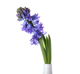 Vase with gorgeous hyacinth flowers on white background