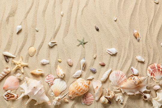 Many different sea shells on sea coast