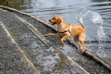 Gold dog, Labrador retriever, coming out of the Sammamish River with a ball
