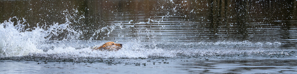 Obraz premium Gold dog, Labrador retriever, swimming after a ball in the Sammamish River 