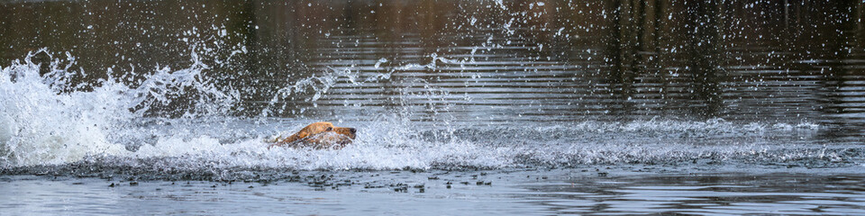 Gold dog, Labrador retriever, swimming after a ball in the Sammamish River
