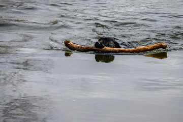 Black dog, Labrador retriever, swimming in the Sammamish River with a big stick
