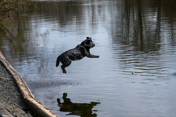 Black dog, Labrador retriever, jumping into the Sammamish River after a ball
