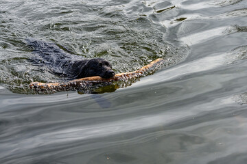 Black dog, Labrador retriever, swimming in the Sammamish River with a big stick
