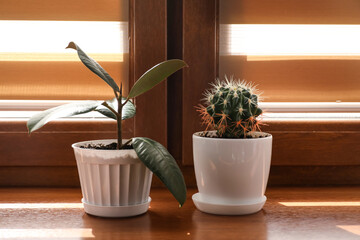 Green ficus and cactus in pots on window sill
