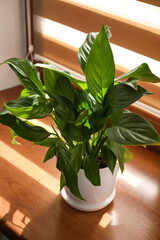 Green houseplant in pot on window sill