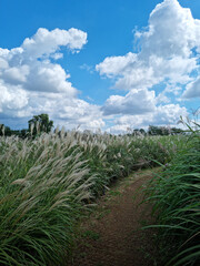 walking path with reed forest.