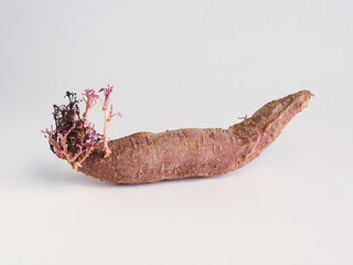 Sweet potato stored for a long time until the roots grow on white background. Food waste with copy...