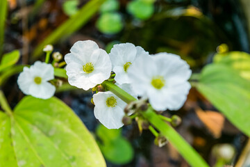 Creeping Burhead or Echinodorus Cordifolius