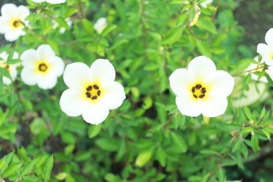 Yolanda flower or Turnera Subulata is a species of flowering plant that belongs to the eight o'clock flower genus (Turnera)