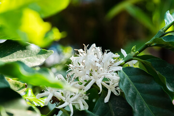 Blossom of coffee bush,(Coffea arabica)