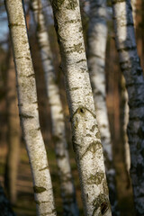 Birch trees with typical white bark in a forest in Germany