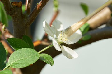 künstliche Bestäubung der Blüte eines Apfel Bonsai mit einem Pinsel