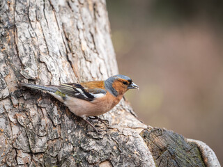 Common chaffinch, Fringilla coelebs, sits on a tree. Common chaffinch in wildlife.