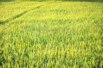 Young green rice seedling field with gold yellow sunlight of sunset