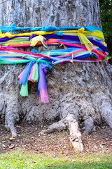 Big tree with colorful seven color fabric tied on trunk background in temple Chiang Mai Thailand