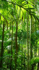 Fototapeta na wymiar Floresta tropical úmida, com palmeiras jussara.