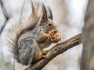Fototapeta premium The squirrel with nut sits on a branches in the spring or summer.