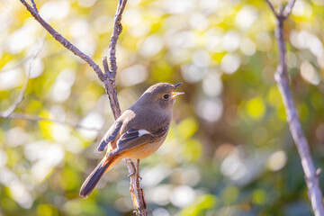 メスのジョウビタキの近影