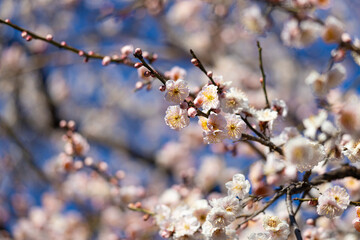 Obraz premium 梅の花