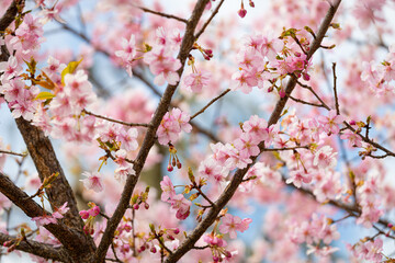 Obraz premium 満開の河津桜