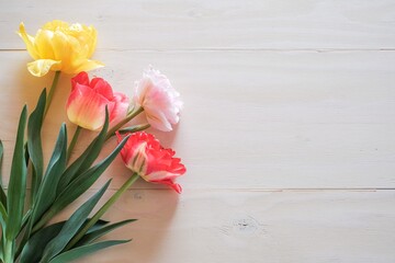 チューリップと白背景