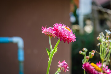 growing strawflowers