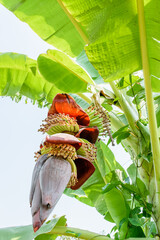 Banana blossom on tree