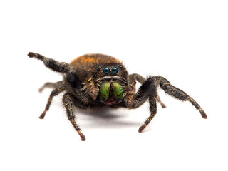 P5050193 female red-backed jumping spider, Phiddipus johnsoni, facing camera, isolated cECP 2016