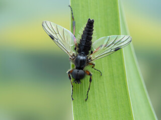 P4110079 male March fly, Bibio vestitus, wings spread cECP 2022