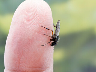 P4120096 male March fly, Bibio vestitus, on a person's finger cECP 2022