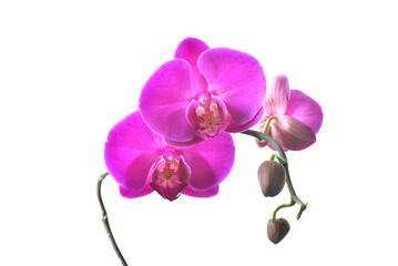 Fototapeta na wymiar pink orchid blooming in white background