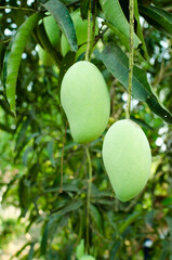 The fresh mangoes on tree. (Thailand fruits), The organic agriculture asian fruit from farm. Copy space with blur background