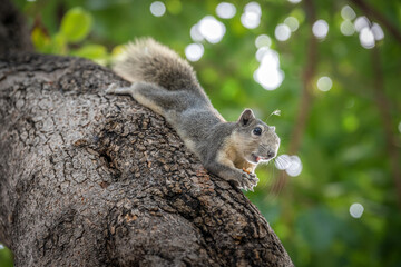 Cute squirrel lying down along the branch of tree, relaxing with eating food. Urban wildlife.
