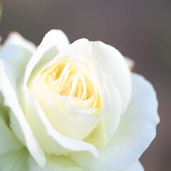 Rose flower macro. white rose flower closeup. High quality natural background. Beautiful background