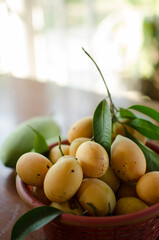 Marian Plum - Thailand agriculture, Asian tropical fruits display on the table with blur background and selective focus. Copy space.