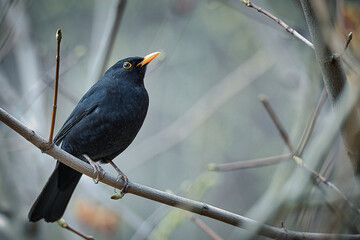 Amsel auf Ast im Frühling